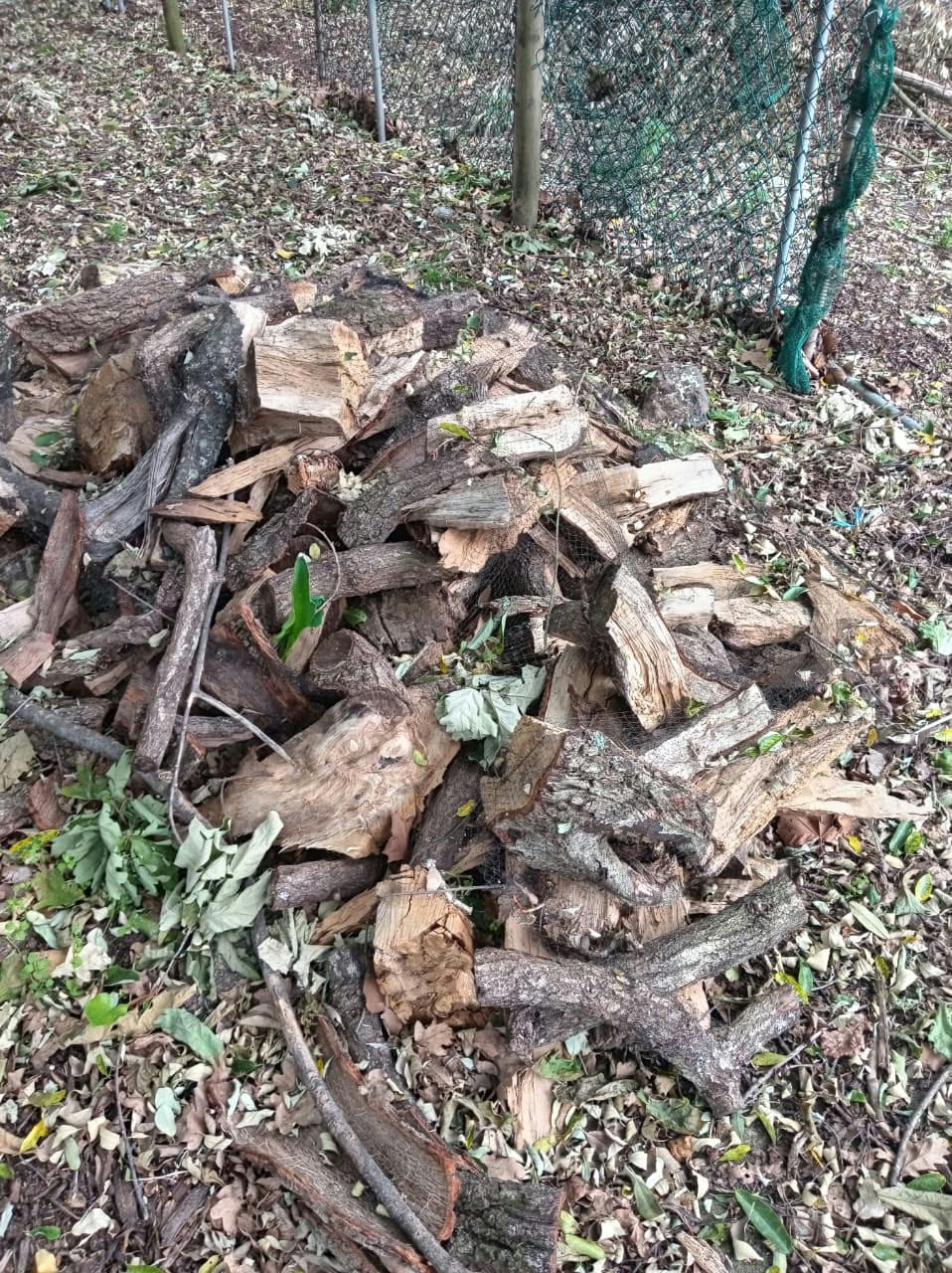 Tree felling and garden refuse removal