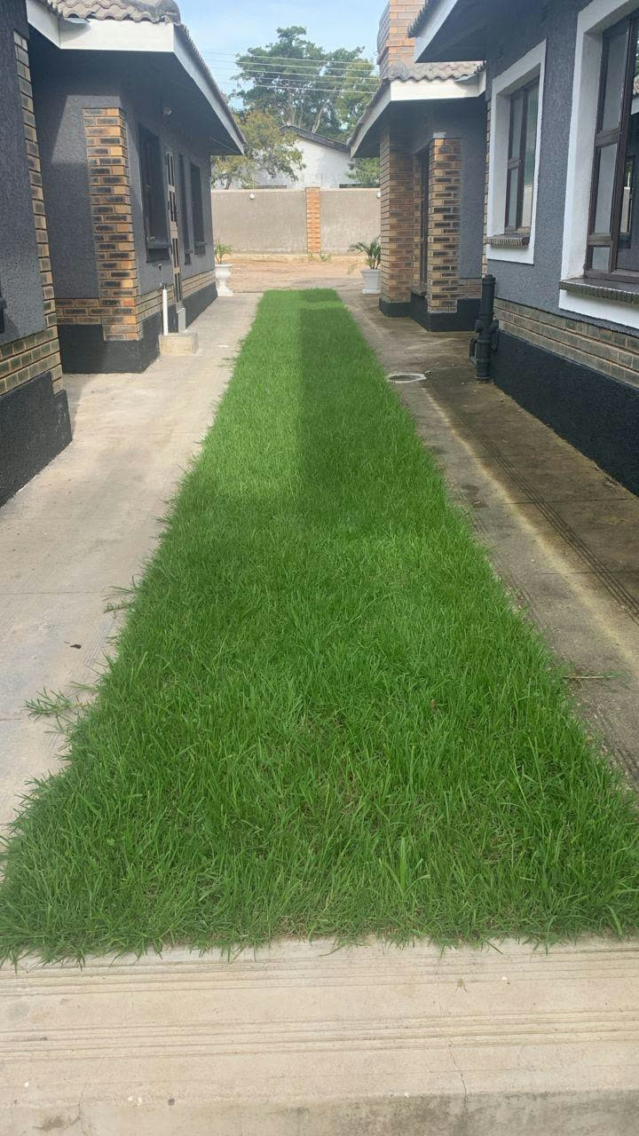 Fresh lawn laid between driveways